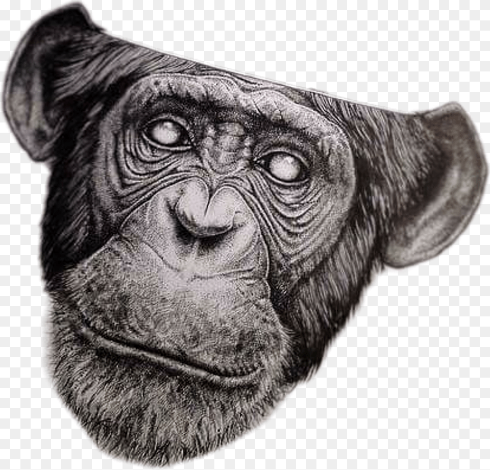 Mono Graffiti Art Urbano Monkey Brain Drawing, Animal, Ape, Mammal, Wildlife Free Png