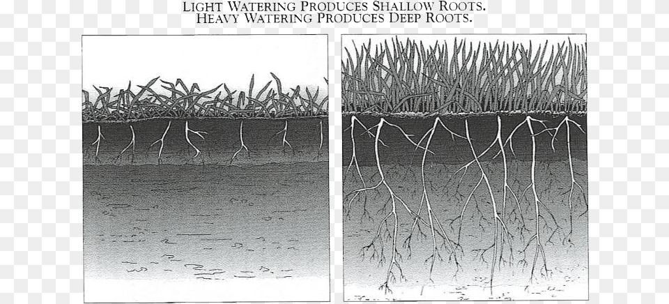 Monochrome, Plant, Reed, Soil, Art Png