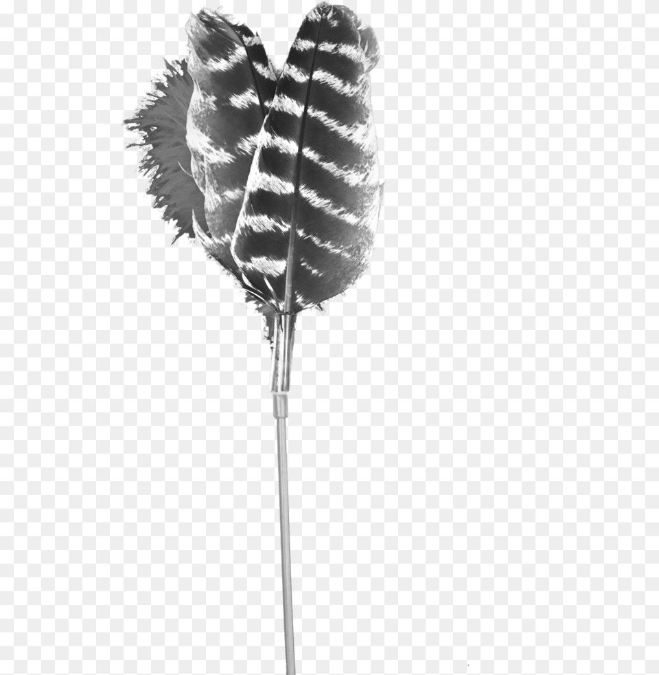 Monochrome, Plant, Reed, Flower, Pollen Png