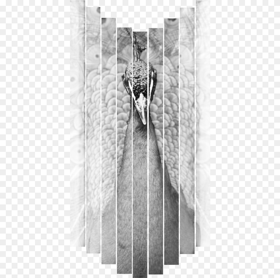 Monochrome, Animal, Beak, Bird, Adult Free Transparent Png