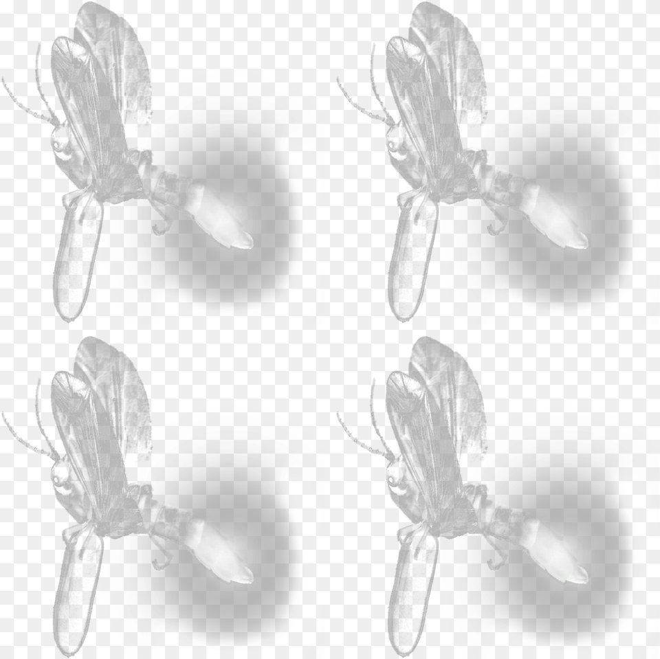 Monochrome, Lighting, Animal, Firefly, Insect Free Png