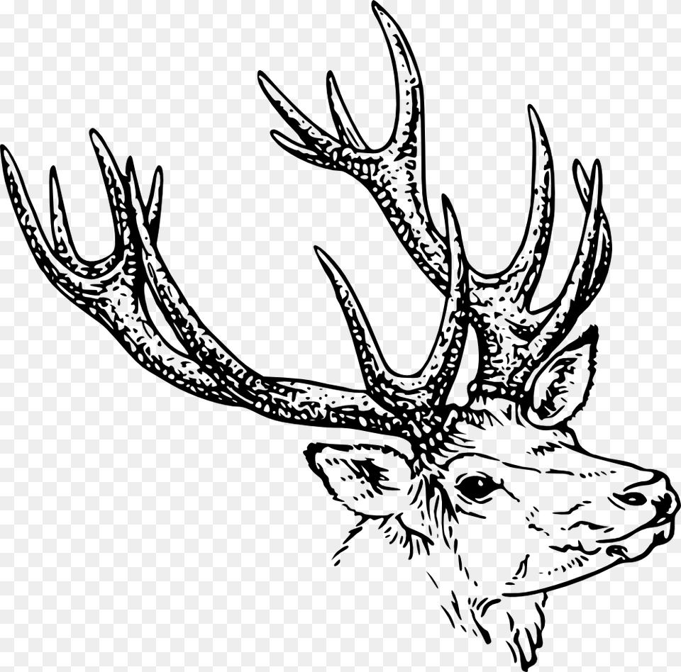 Monochrome Photographydeerhorn Horns Black And White Clipart, Animal, Antler, Deer, Mammal Free Transparent Png