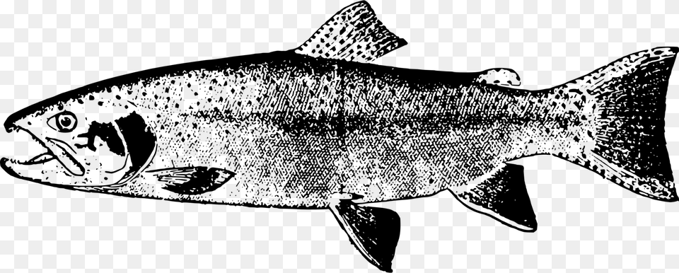Monochrome Photographyfinseafood Trout Line Art, Gray Free Png Download
