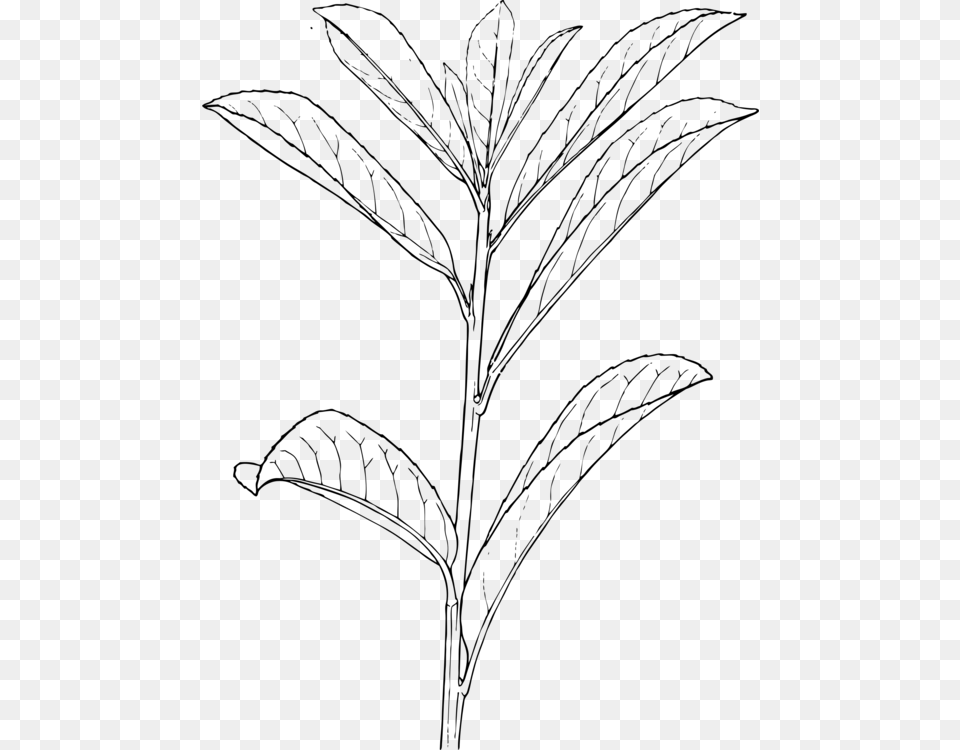 Monochrome Photographygrass Familymonochrome Outline Of A Plant, Gray Free Transparent Png