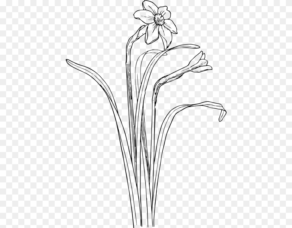 Monochrome Photographypetalgrass Family Plant Draw Flower Bush, Gray Png