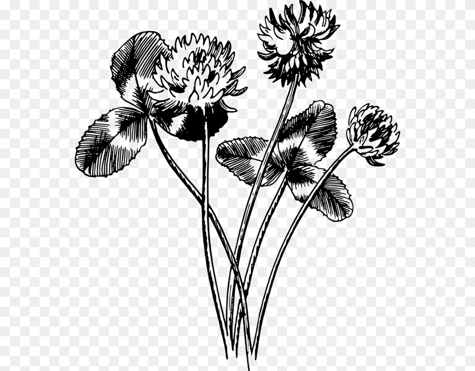 Monochrome Photographypetalseed Plant White Clover Drawing, Gray Free Png
