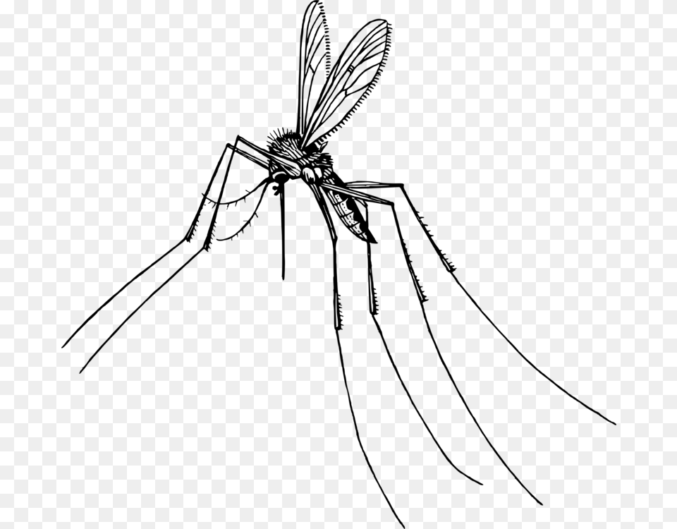 Monochrome Photographytreeartwork Transparent Background Mosquito Clipart, Gray Free Png Download