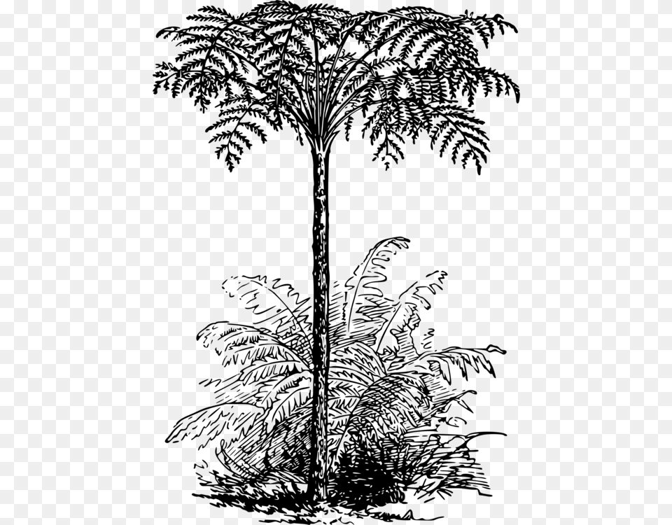 Monochrome Silver Fern Tree Drawing, Gray Free Png