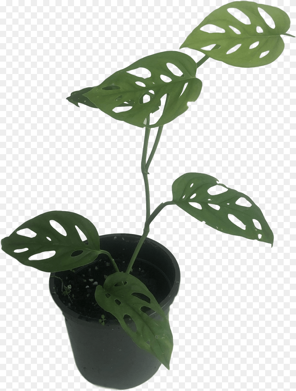 Monstera Adansonii Leaf, Plant, Flower, Potted Plant Free Png Download