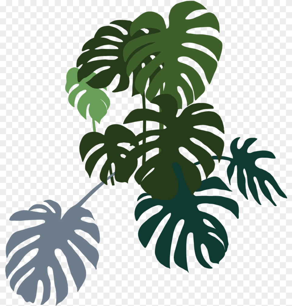 Monstera Bunch Left Green Plants Indoor, Leaf, Plant, Vegetation, Person Free Png Download