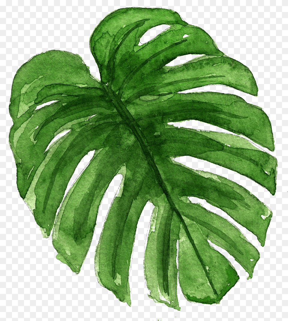 Monstera Deliciosa, Leaf, Plant, Fern Png