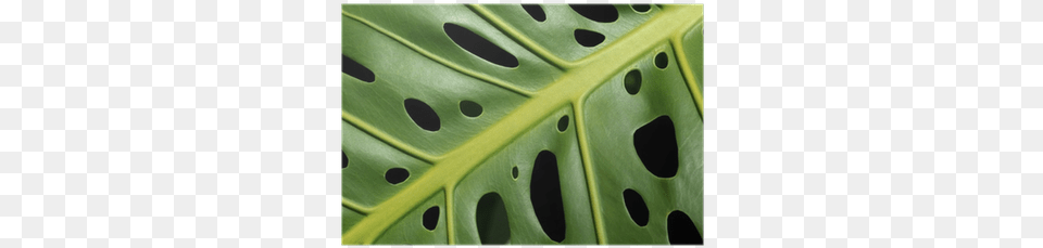 Monstera Deliciosa, Leaf, Plant, Hole, Car Free Png Download