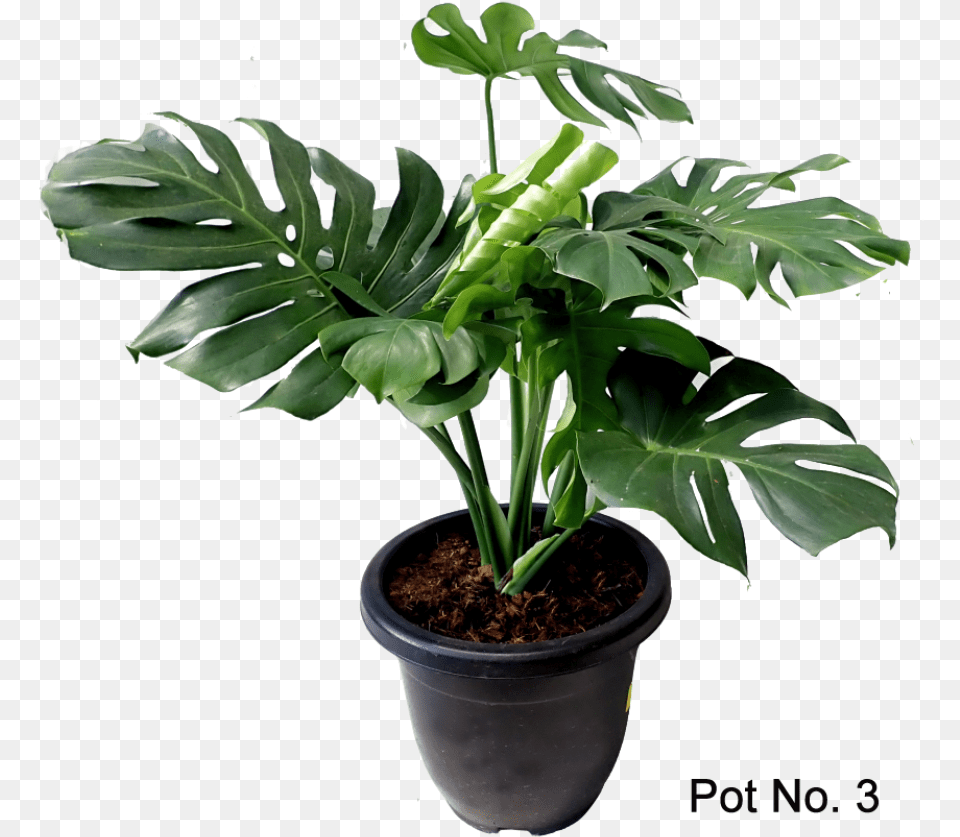 Monstera Deliciosa Houseplant, Leaf, Plant, Potted Plant, Tree Free Png
