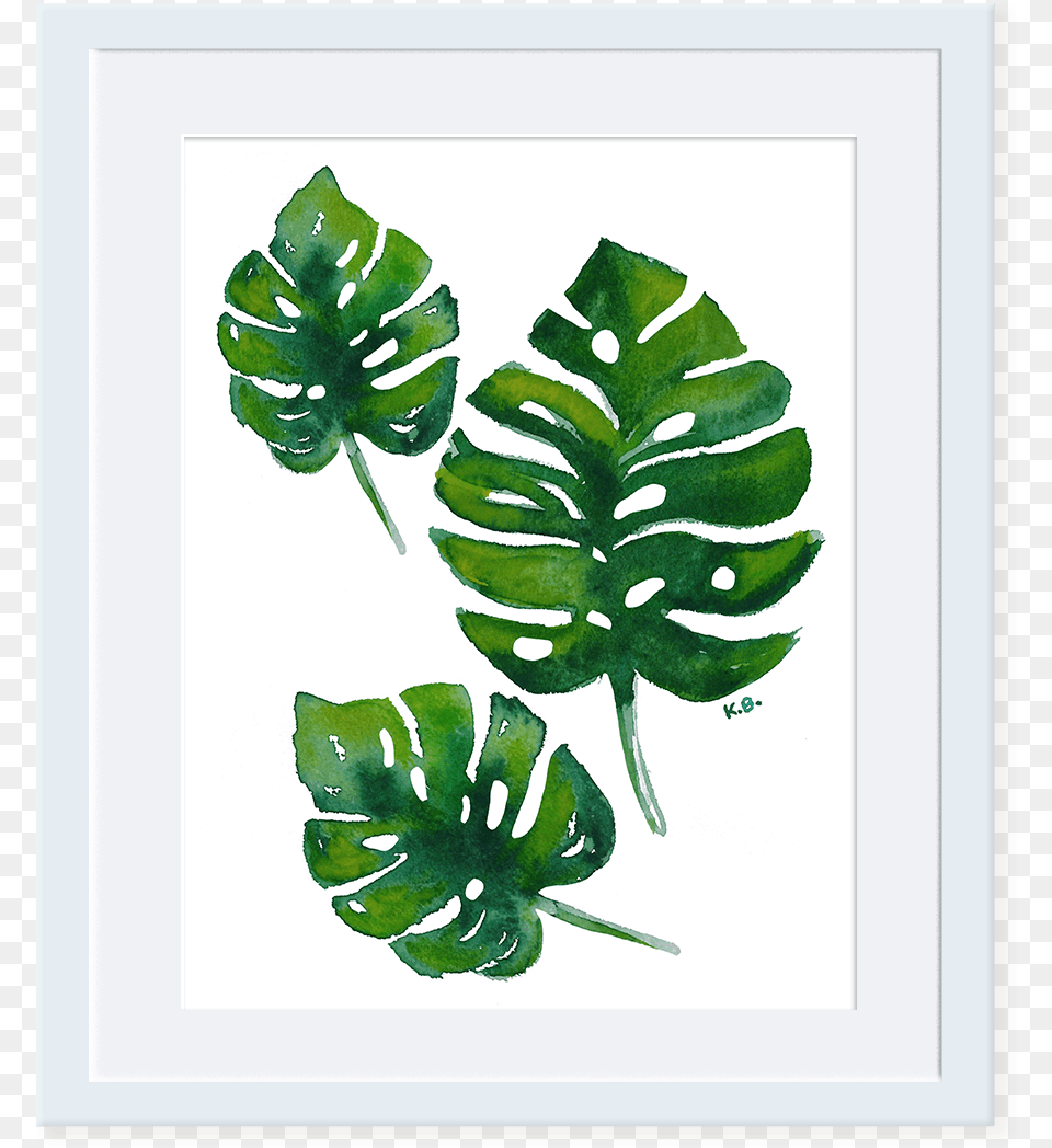 Monstera Deliciosa Illustration, Leaf, Plant, Fern Png