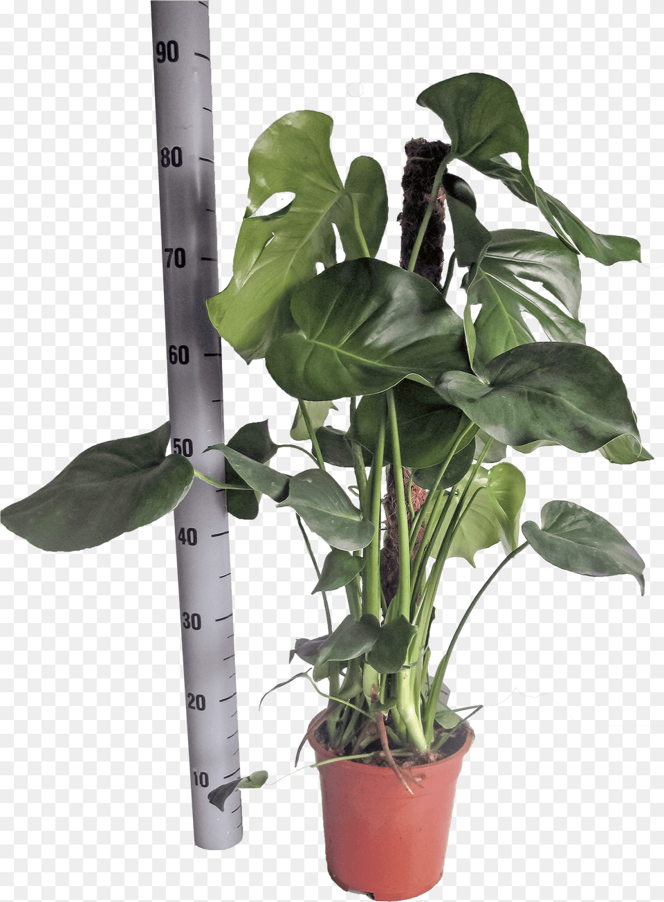 Monstera Deliciosa In Pot With 17 Cm Diameter Swiss Cheese Plant, Leaf, Flower, Potted Plant Free Png Download