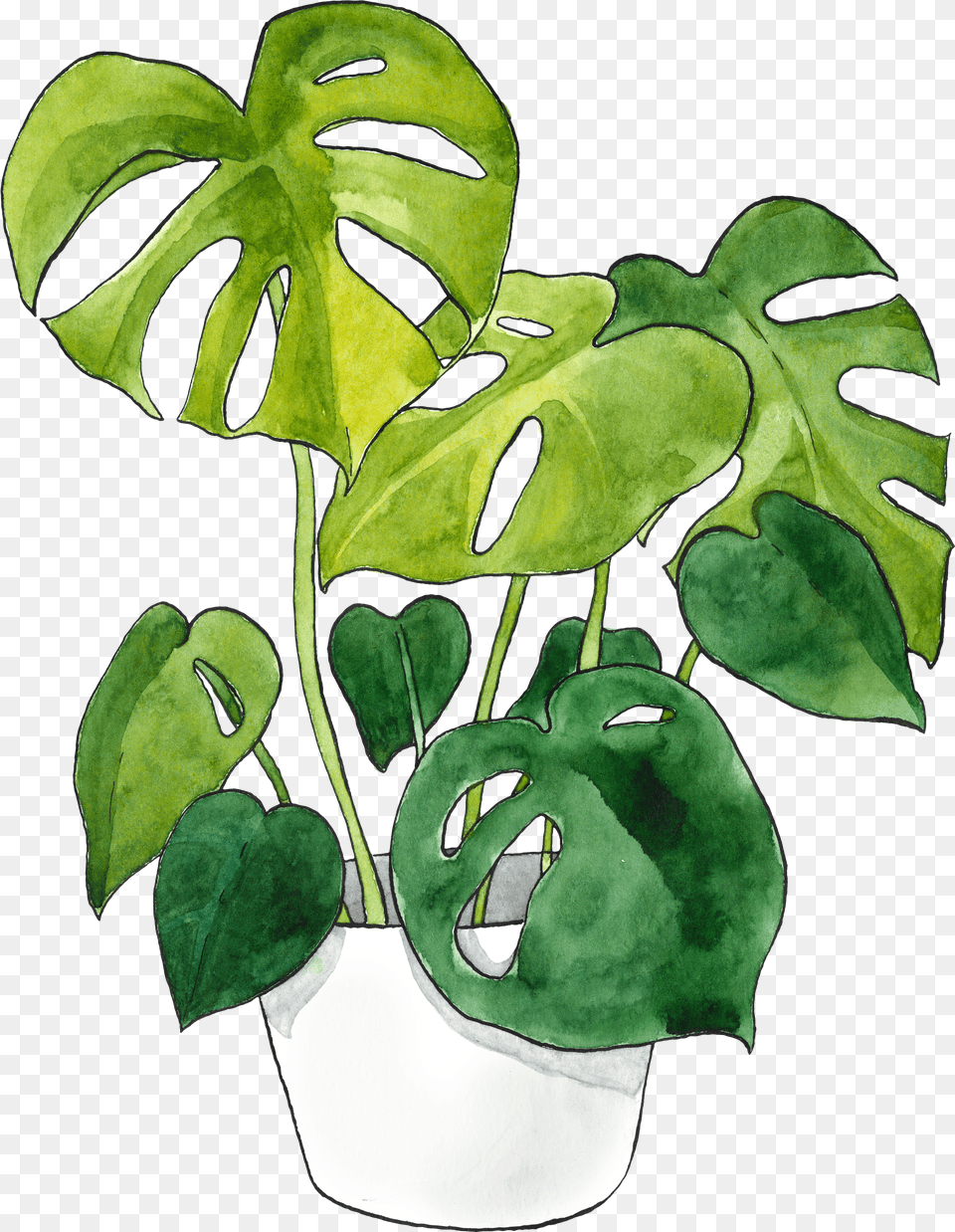 Monstera Deliciosa In Waterpainting Botanicalillustration Leaf Free Png Download