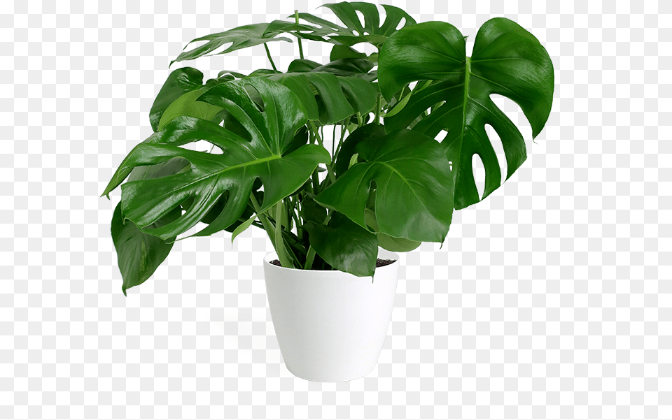 Monstera Deliciosa Large Transparent Monstera Plant, Leaf, Potted Plant, Flower, Pottery Png Image