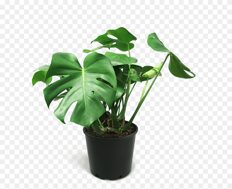 Monstera Deliciosa Medium House Plant Monstera Transparent, Leaf, Potted Plant, Flower, Tree Png