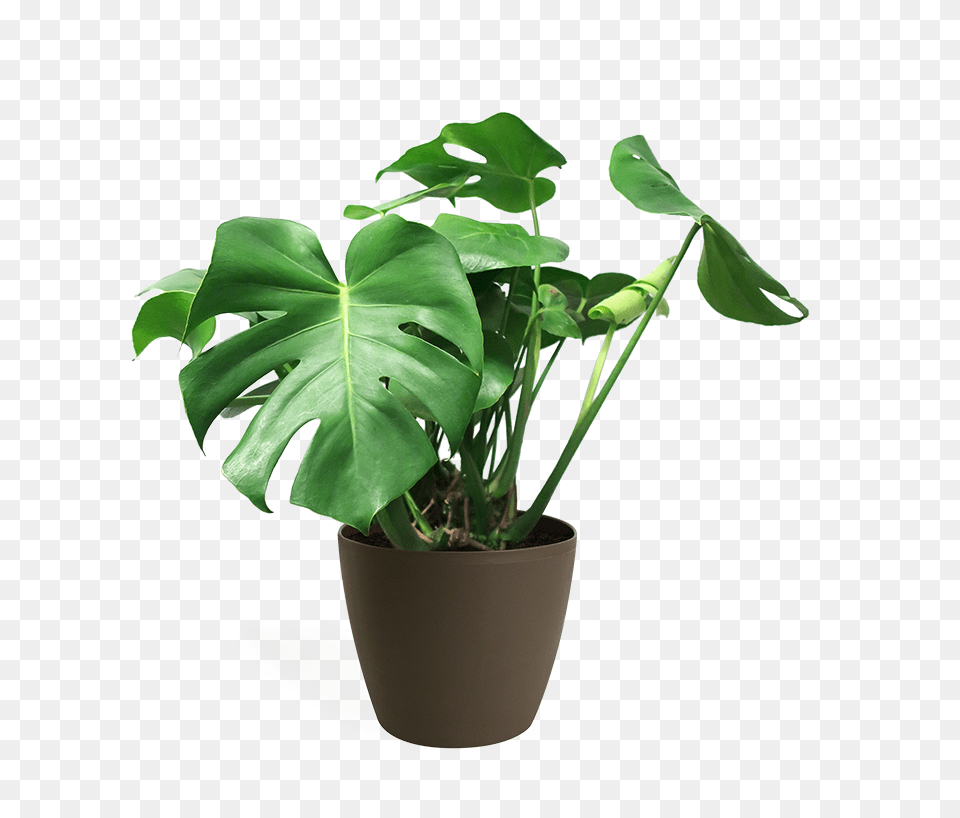 Monstera Deliciosa Medium Monstera Deliciosa Plant, Leaf, Potted Plant, Flower, Tree Free Png Download