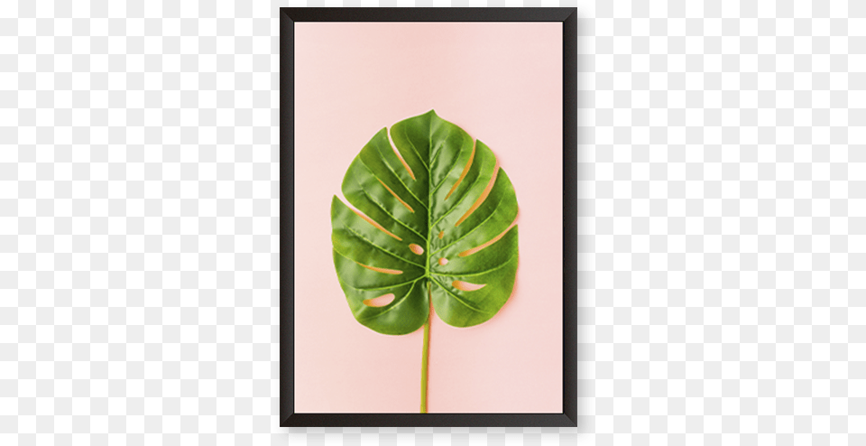 Monstera Deliciosa Picture Frame, Leaf, Plant, Flower Png