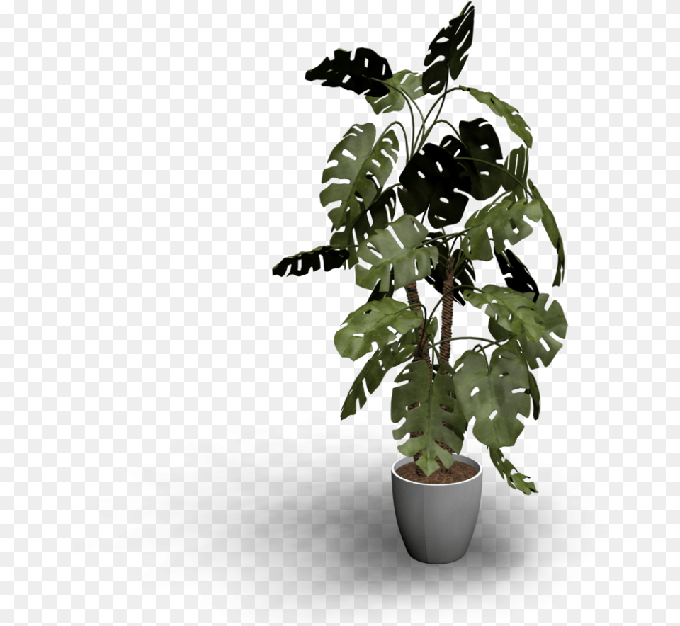 Monstera Design, Plant, Potted Plant, Leaf, Pot Png