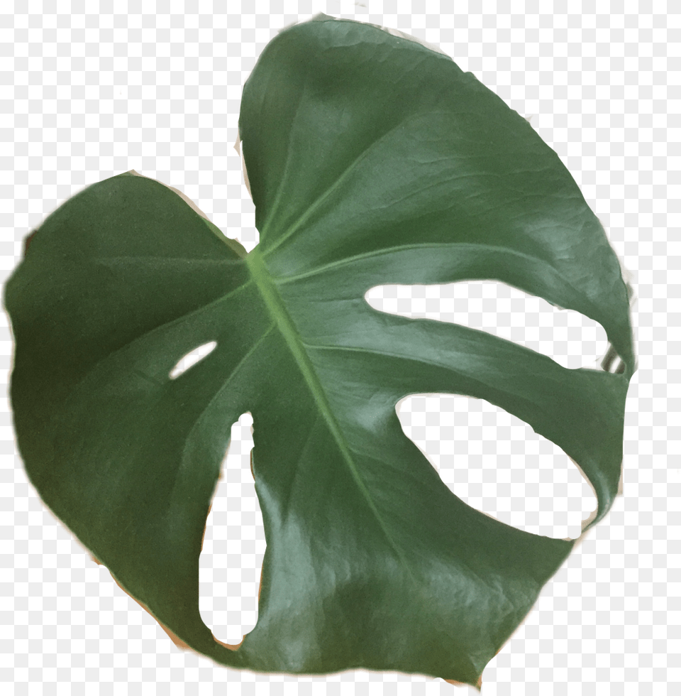 Monstera Drawing Tropical Flower Plants, Leaf, Plant Free Png Download