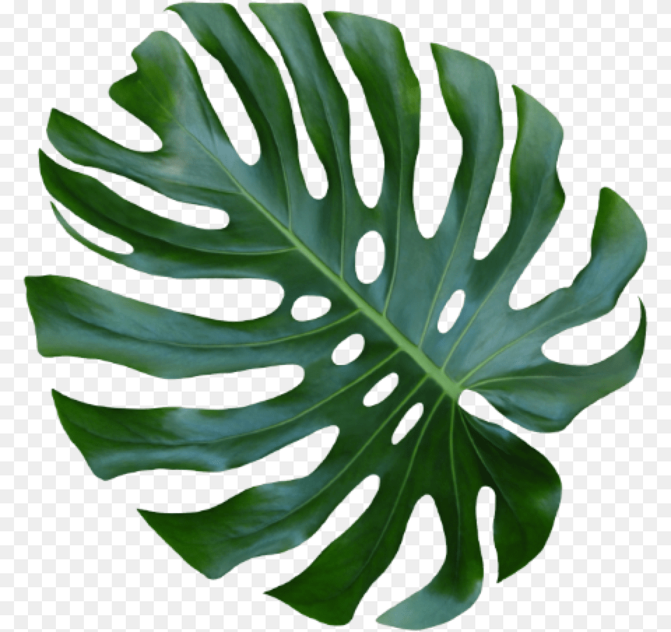 Monstera Leaf, Plant Free Transparent Png