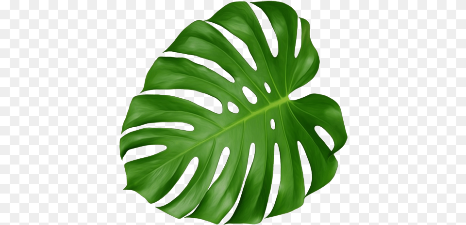 Monstera Leaf Cheese Plant Leaf Free Png Download