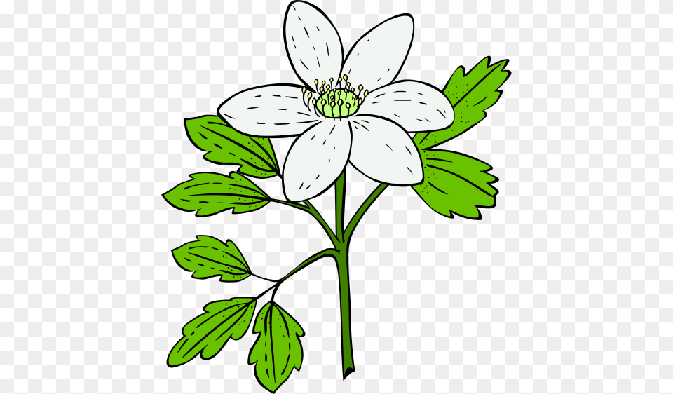 Monstera Leaf Clipart Risunki Dlia Plazmy, Anemone, Flower, Plant, Anther Free Png