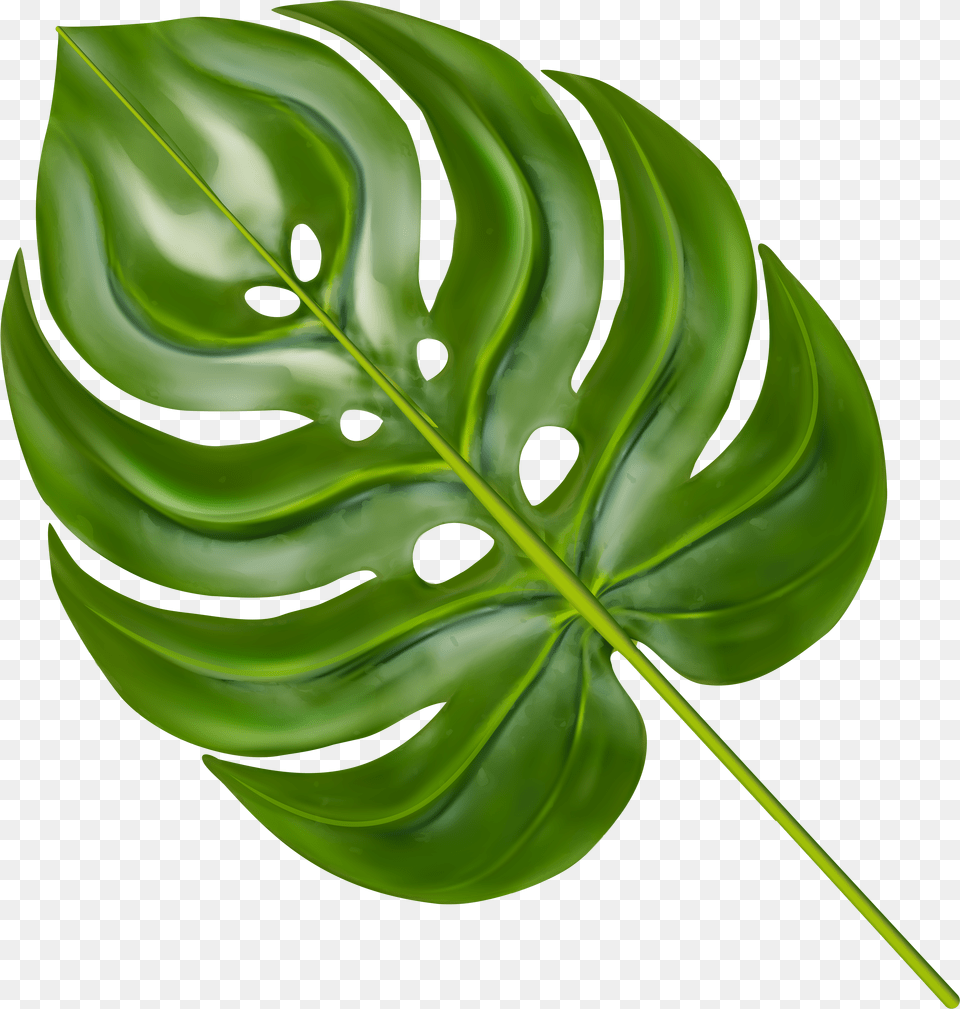 Monstera Leaf Clipart Transparent Background Monstera Leaf Png