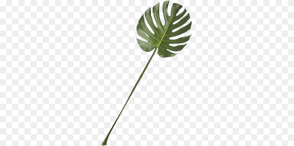 Monstera Leaf Decorist, Plant, Flower, Tree, Fern Free Transparent Png