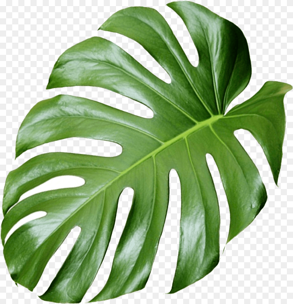 Monstera Leaf Hd Monstera Leaf Background, Plant, Flower Png Image