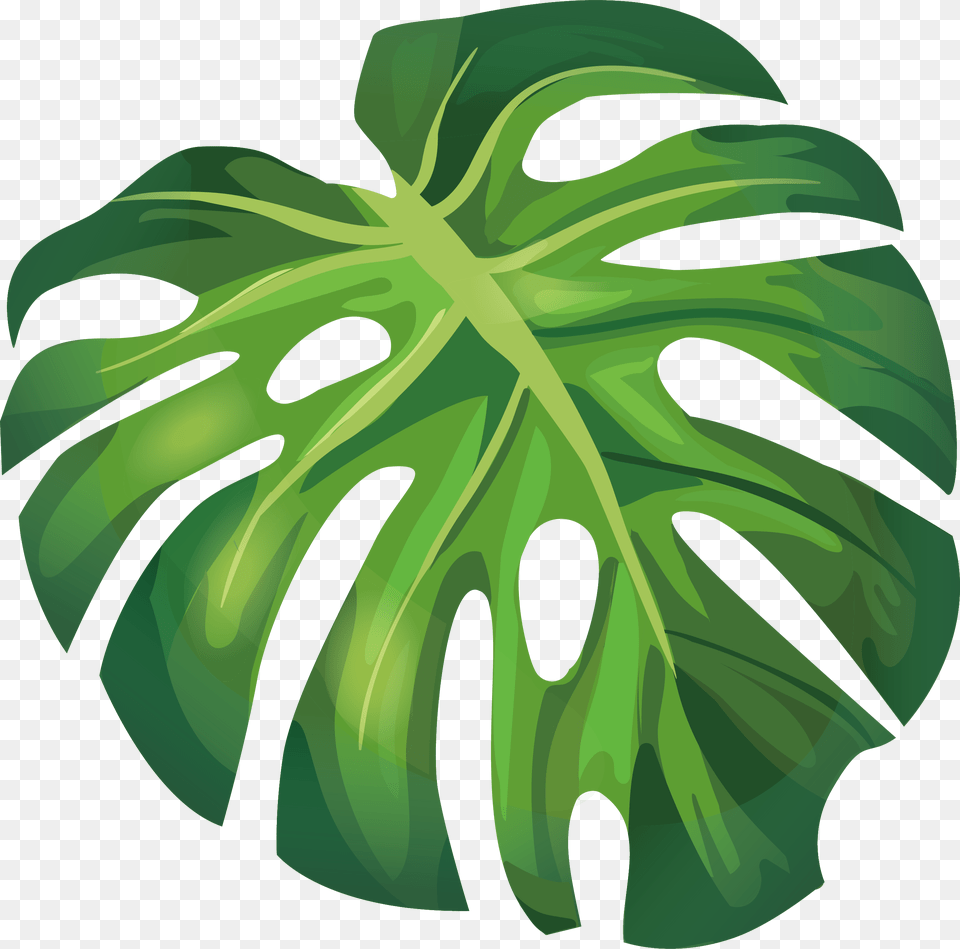 Monstera Leaf Vector, Plant, Green Png