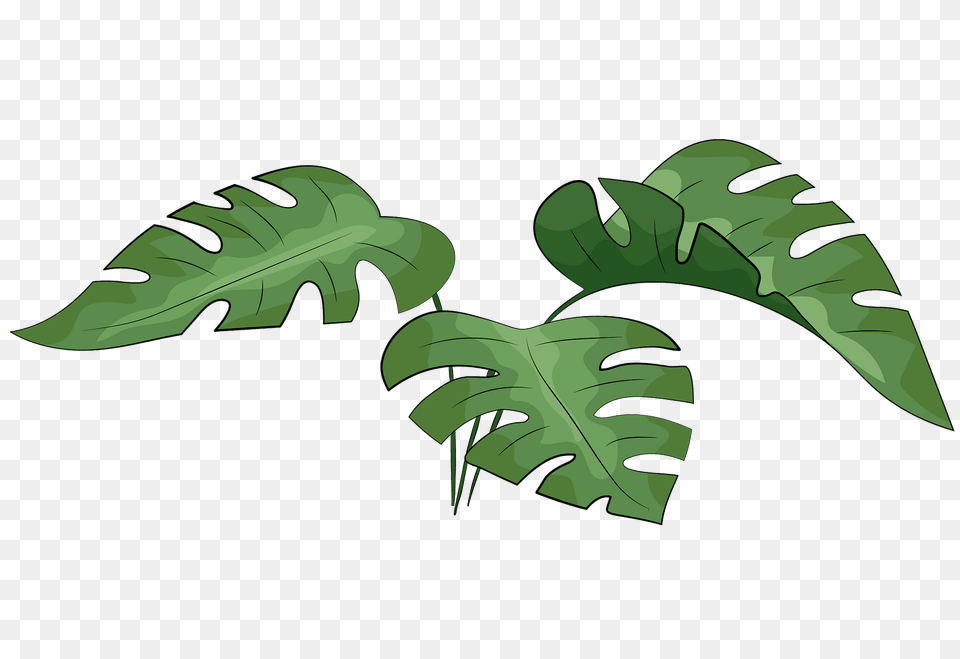 Monstera Leaves Clipart, Leaf, Plant, Vegetation, Fern Free Png Download