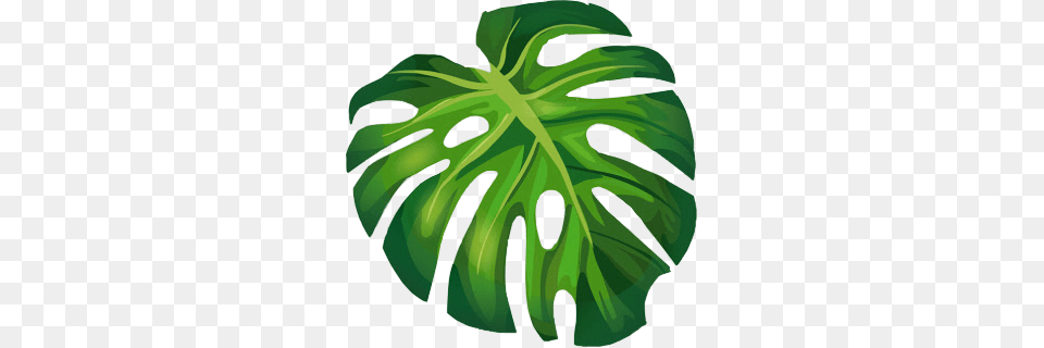 Monstera Leaves Freetoedit, Leaf, Plant, Green, Device Png