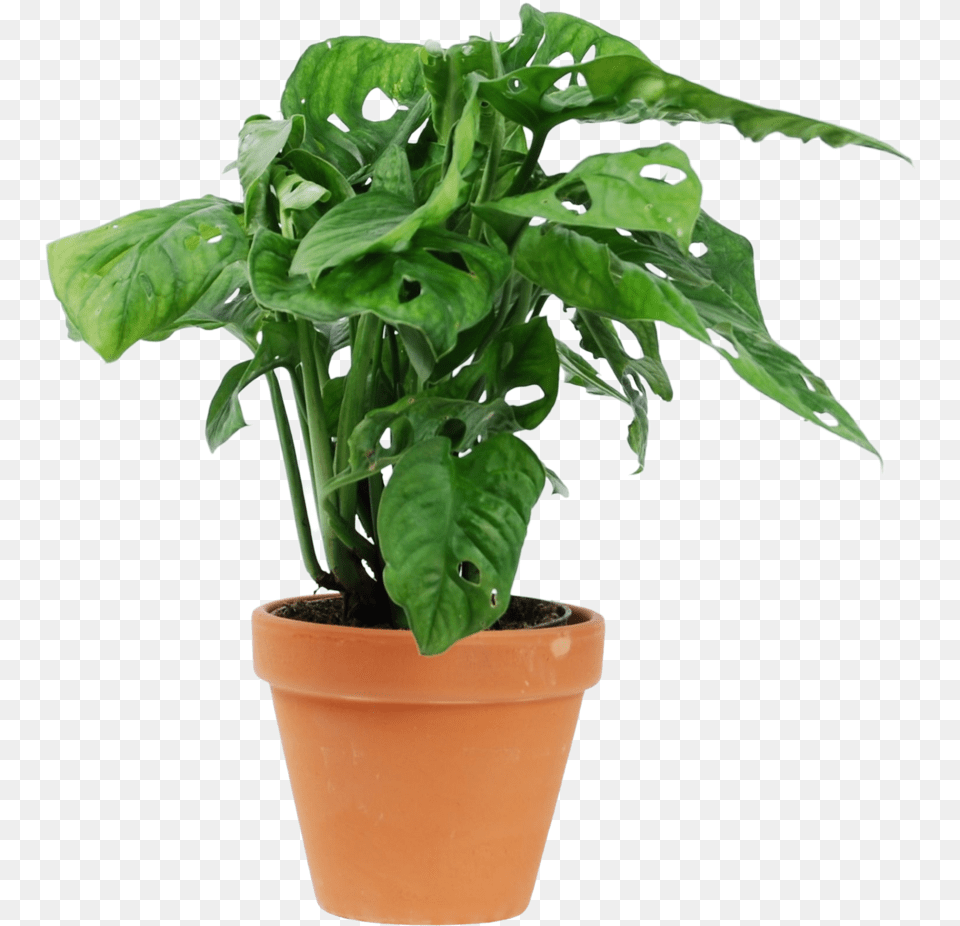 Monstera Monkey Mask Houseplant, Leaf, Plant, Potted Plant, Jar Free Transparent Png