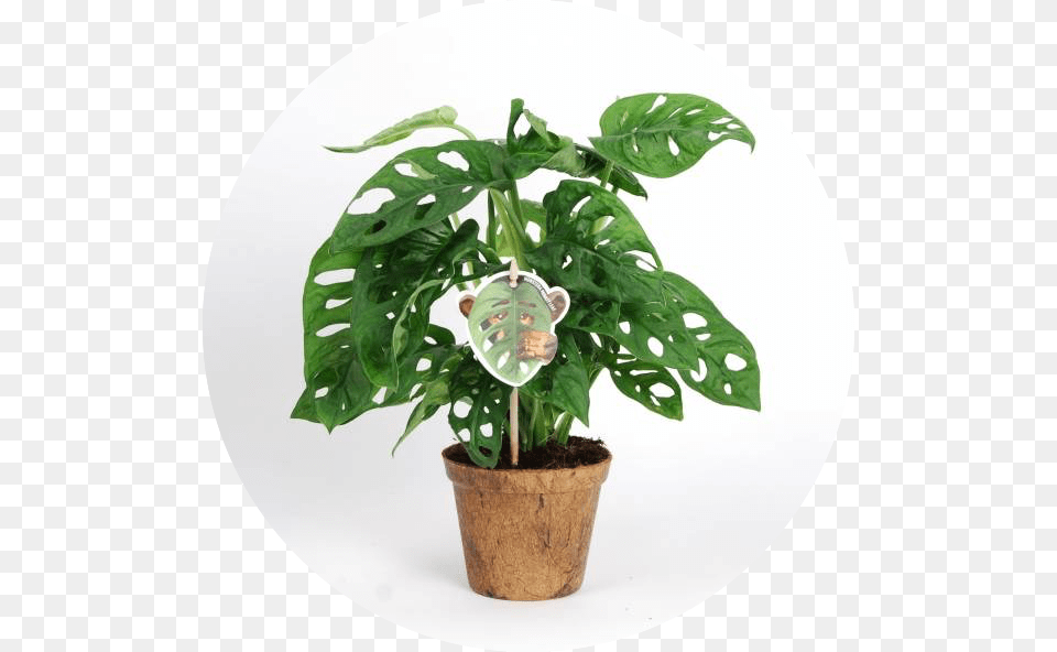 Monstera Obliqua Monkey Mask Monstera, Leaf, Plant, Potted Plant, Flower Free Png