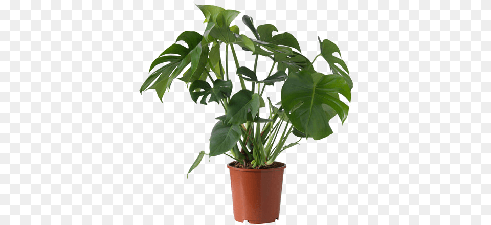 Monstera Plante Ikea, Leaf, Plant, Potted Plant, Flower Png