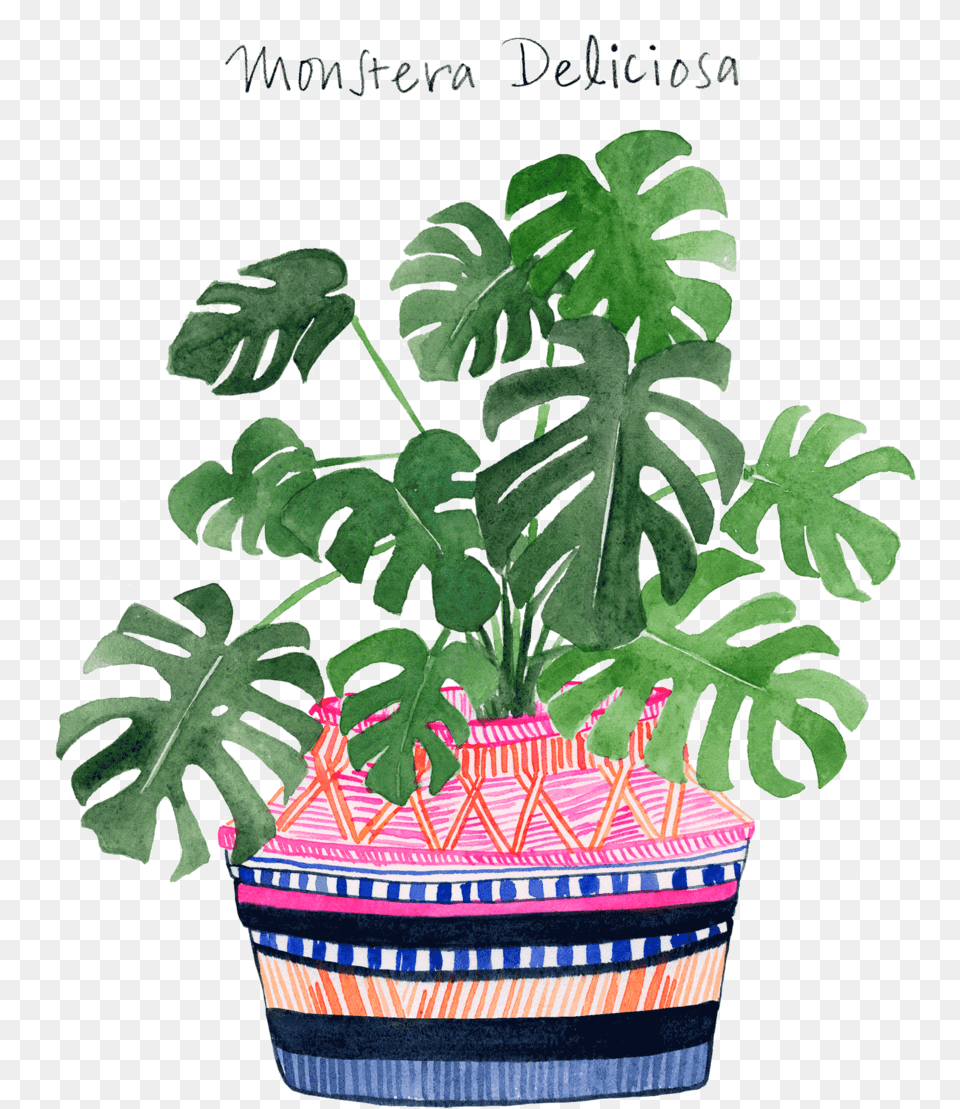 Monstera Web 2016 Muhammad, Jar, Leaf, Plant, Planter Free Transparent Png