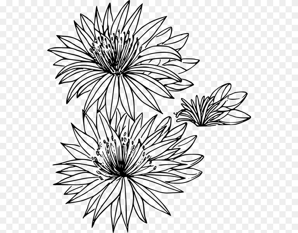 Montana Bitterroot State Flowers Drawing, Gray Free Png