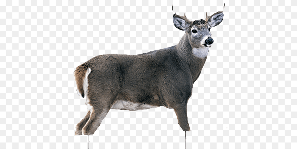 Montana Decoy Whitetail Buck White Tail Buck, Animal, Antelope, Deer, Mammal Png