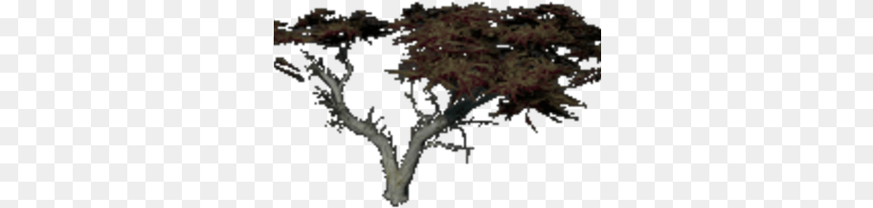Monterey Cypress Fragmented Wikia Fandom Oak, Plant, Tree, Maple, Art Free Png Download