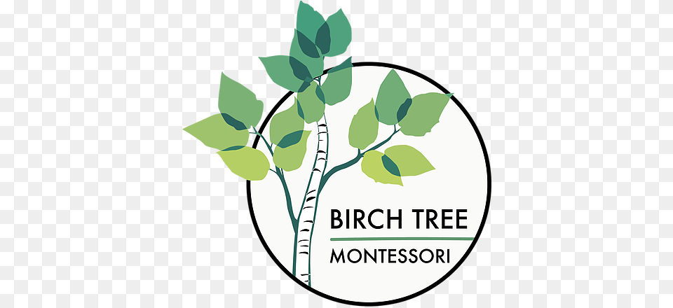 Montessori Birch Tree United States Green Team, Herbal, Herbs, Leaf, Plant Free Png
