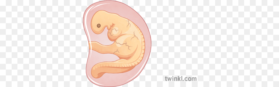 Month Embryo 2 Illustration Embryo 1 Month, Body Part, Ear, Plate Png Image