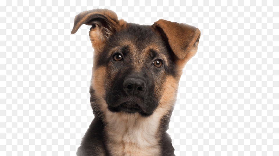 Months German Shepherd Puppy Download Dog With Cat Body, Animal, Canine, German Shepherd, Mammal Free Transparent Png