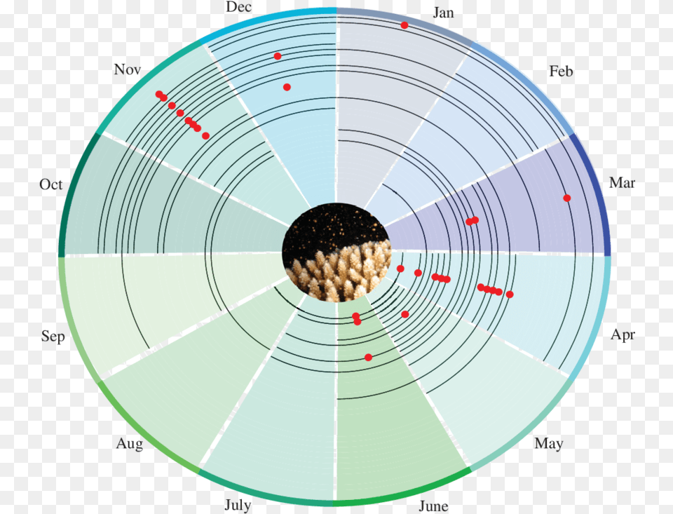 Months Of Spawning Black Line And Peak Month Red Circle, Disk, Food, Produce Png Image