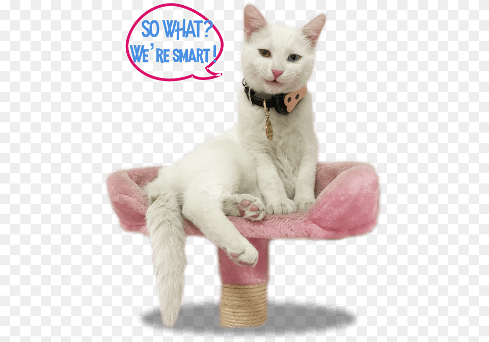 Months Old Khao Manee, Angora, Animal, Cat, Mammal Free Transparent Png