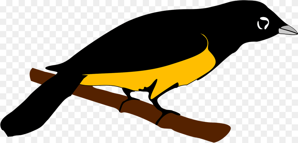 Montserrat Oriole Logo Clipart, Animal, Bird, Finch, Blackbird Png