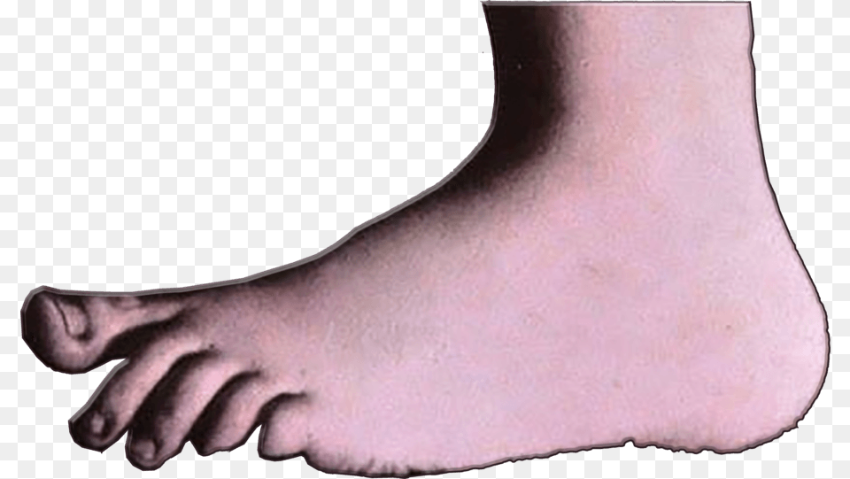 Monty Python, Ankle, Body Part, Person, Adult Free Transparent Png
