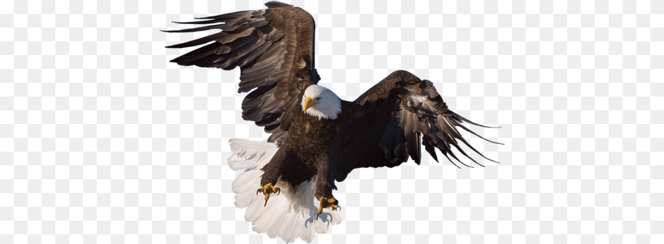 Monument, Animal, Bird, Eagle, Bald Eagle Png Image